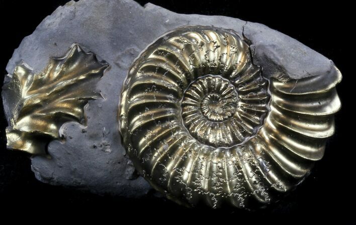 Pyritized Pleuroceras Ammonite - Germany #37463